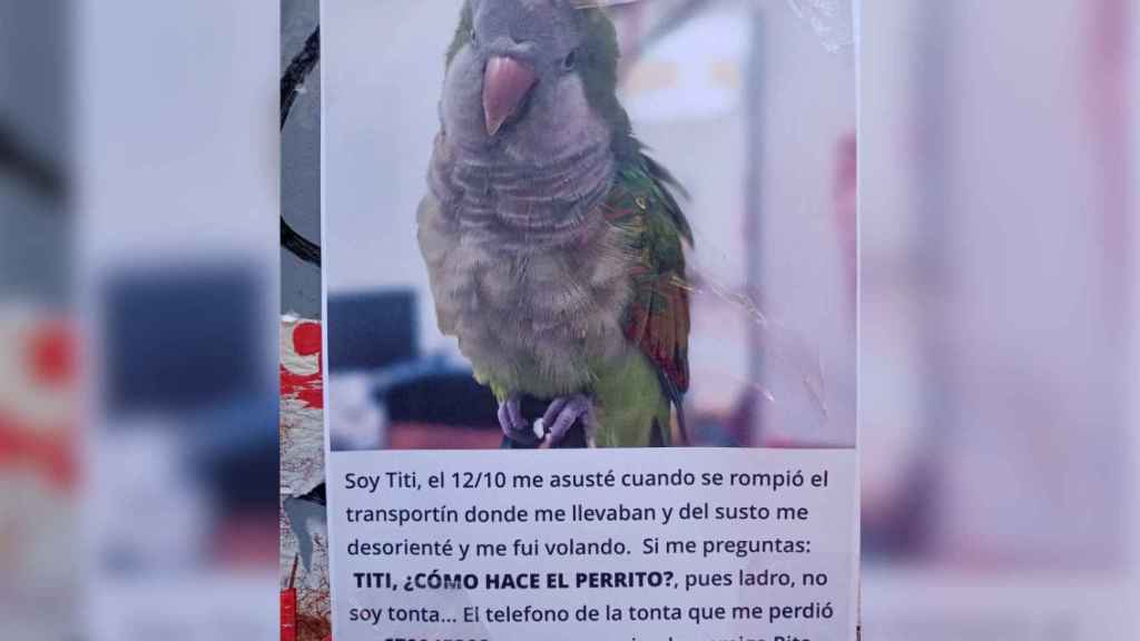 Buscan a Titi, la cotorrita que ladra que ha desaparecido en Barcelona