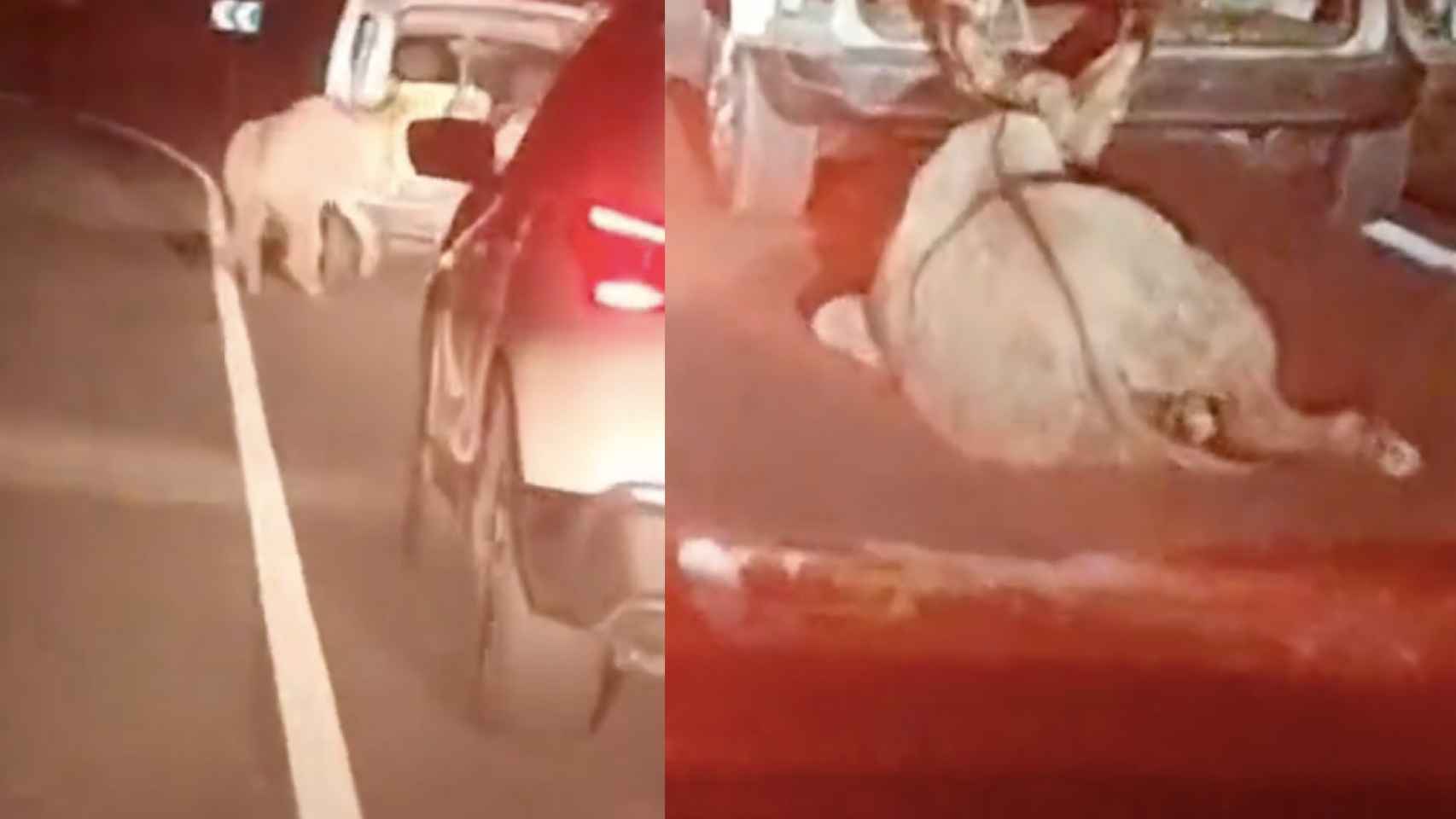 Imagen de la furgoneta que arrastra a un burro por una carretera comarcal