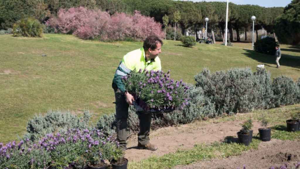 Trabajador de Parcs i Jardins