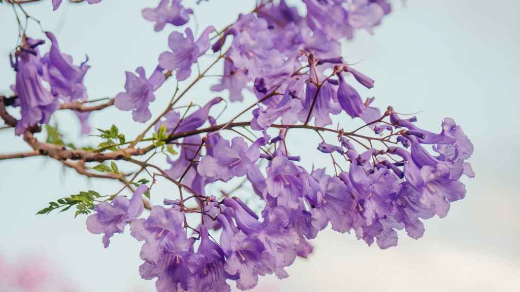 Flor de Jacaranda, el árbol que se ha plantado para homenajear en Esplugues de Llobregat a Mónica y Ciara, víctimas de la violencia machista en 2020