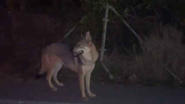 El perro lobo checo que merodea por la Serralada de Marina