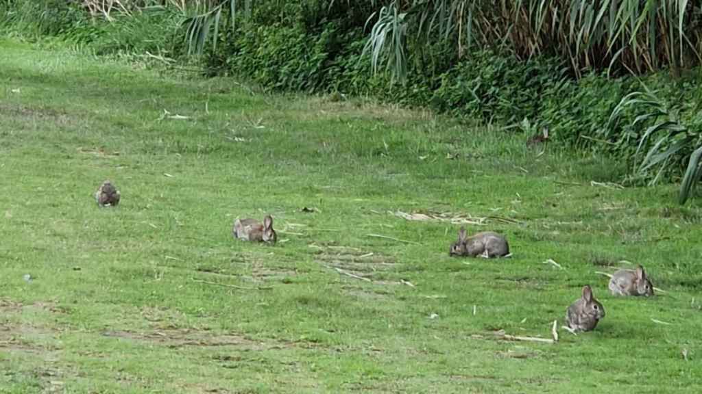 Conejos en el río Besòs