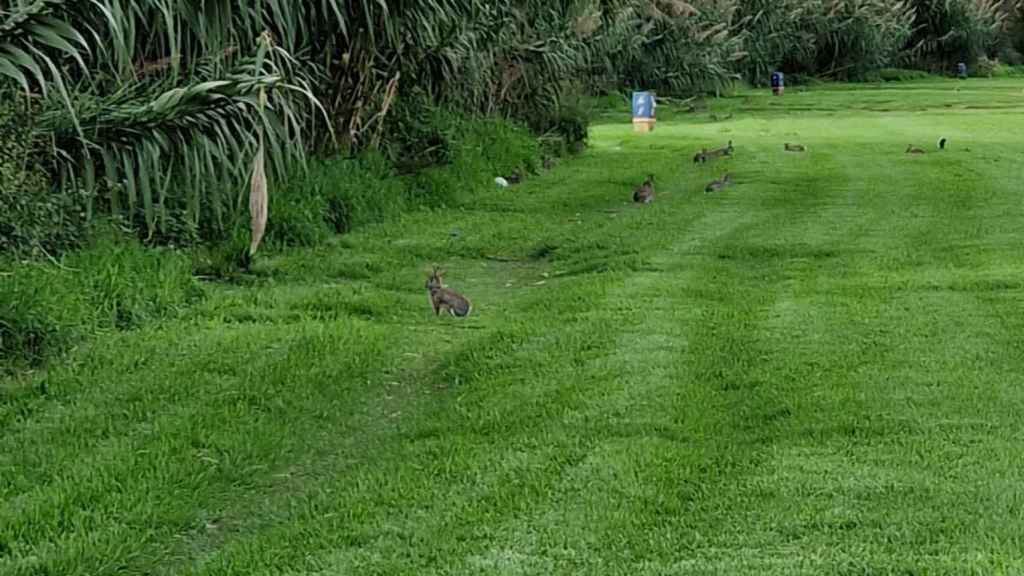 Conejos en el río Besòs