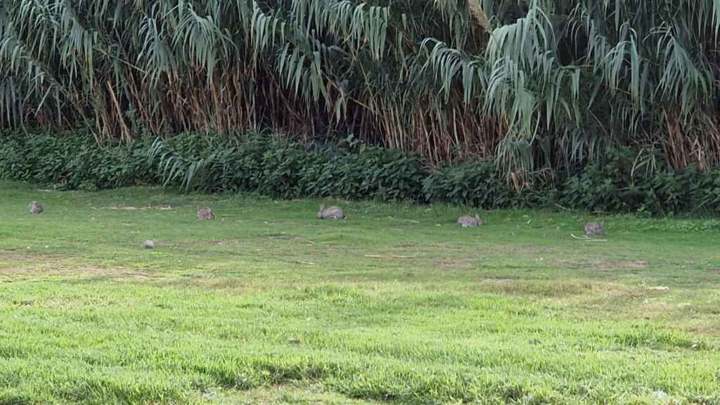 Conejos en el río Besòs