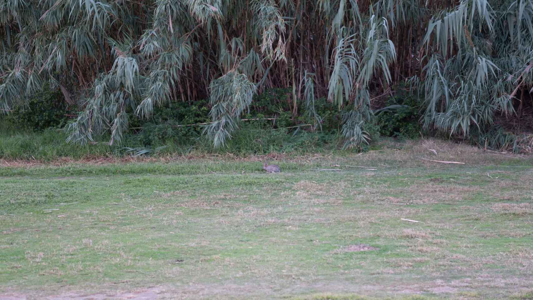 Un conejo en el río Besòs