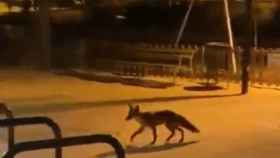 Captura de pantalla del vídeo de un zorro en Barcelona