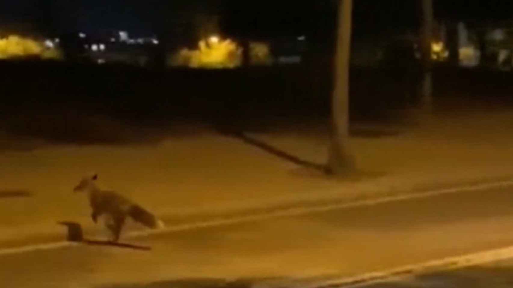 Captura de pantalla del vídeo del zorro en el barrio de Sant Gervasi-La Bonanova