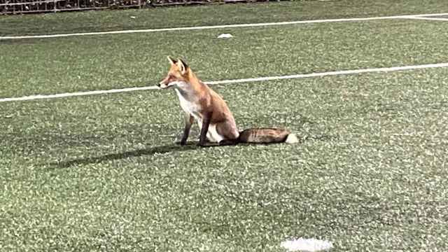 Un zorro pasea por un campo de futbol en Barcelona