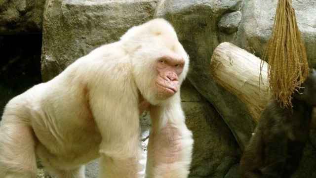 Copito de Nieve, el único gorila albino del mundo, en el Zoo de Barcelona