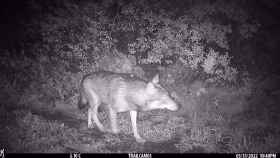 Ejemplar del lobo avistado en las mediaciones de Santa Coloma de Gramenet