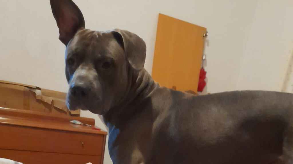 Hermes, el perro perdido de Badalona que huyó tras ser atropellado