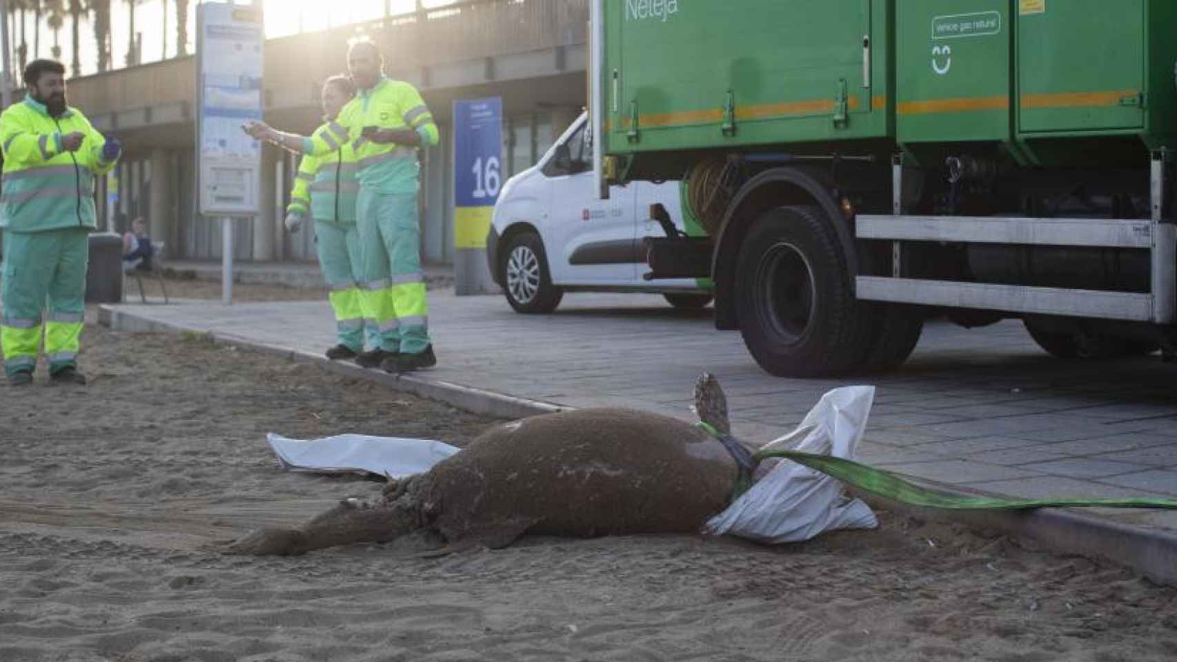 Imagen del delfín muerto en la playa del Somorrostro