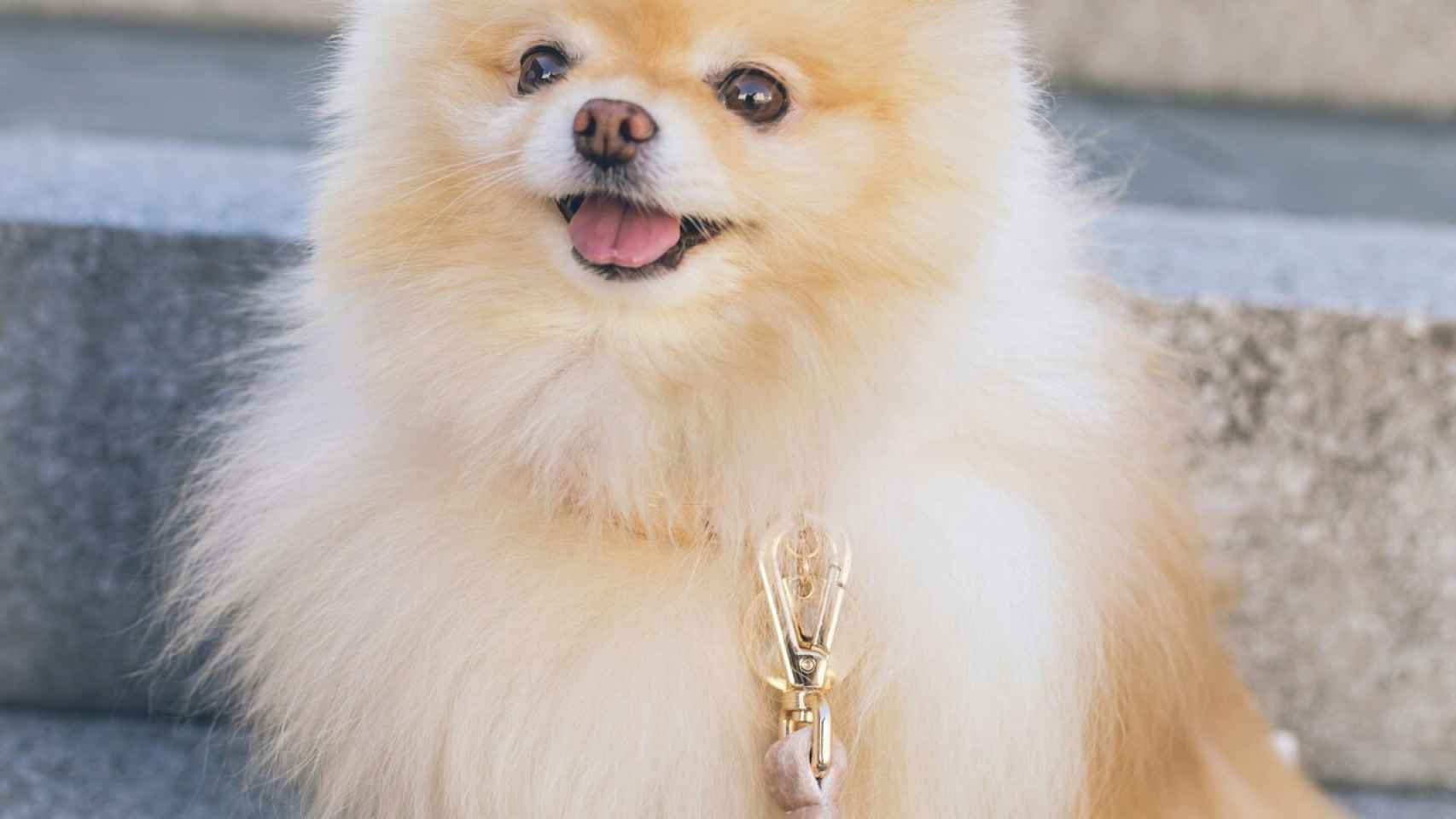 Perro pomerania