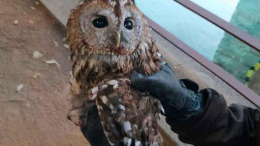 Imagen del búho herido en Nou Barris