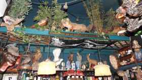 Animales disecados en un bar de Barcelona