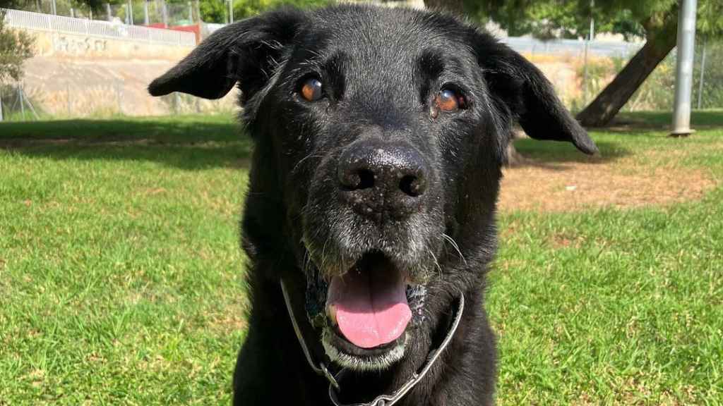 El calvario de Judith tras la brutal muerte de su perro Kenzo en Badalona