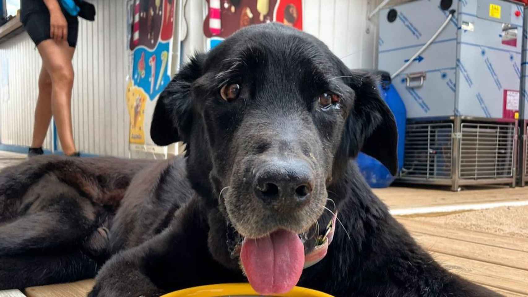Kenzo, el perro que falleció en Badalona tras sufrir un brutal ataque