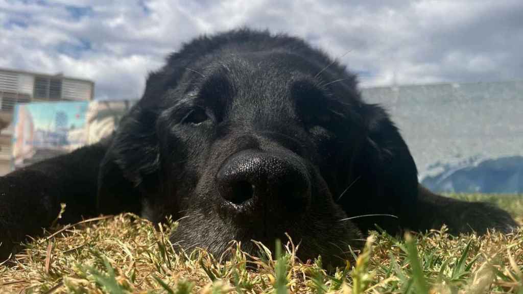 Kenzo, el perro brutalmente atacado en Badalona