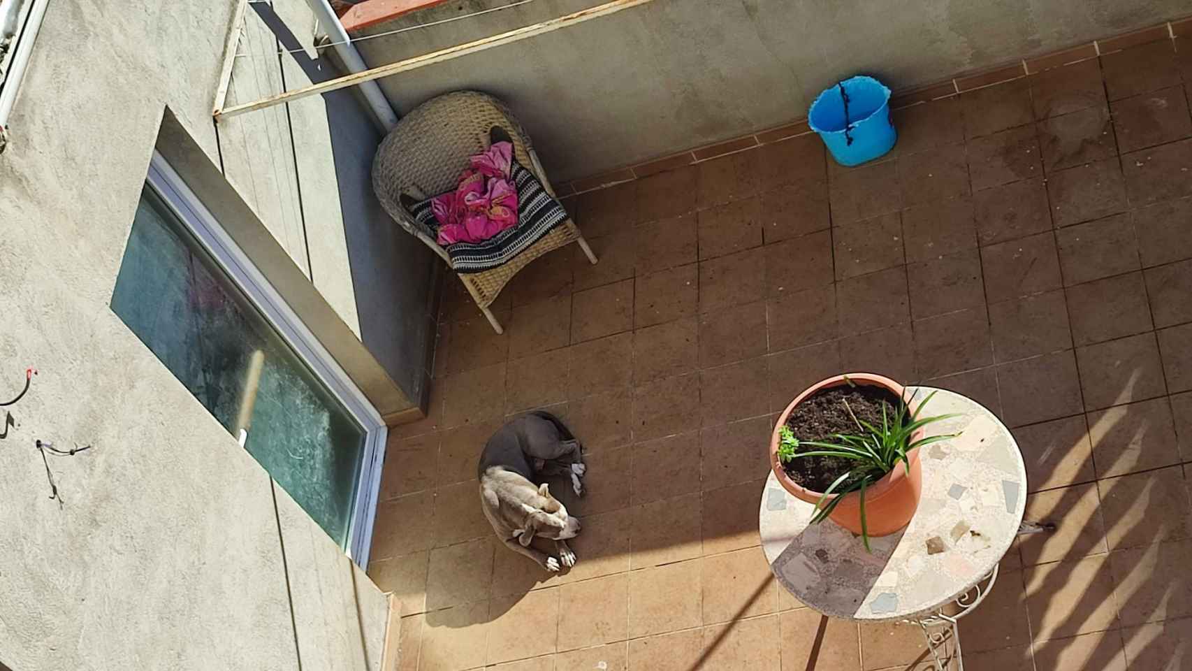 El Pitbull que vive confinado en una terraza de Badalona