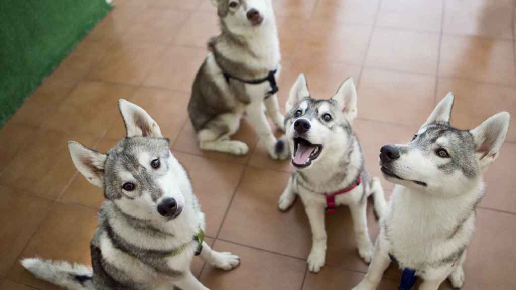 Un grupo de huskys