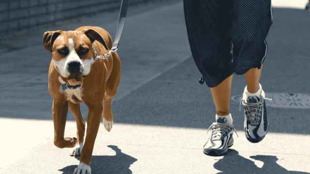 Una persona paseando por Barcelona con su perro atado
