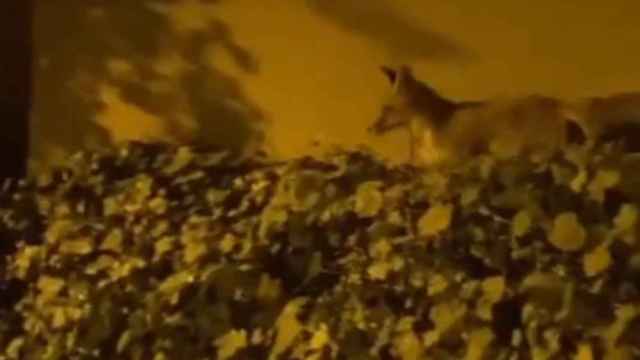 Captura de pantalla del vídeo del zorro paseando por Barcelona