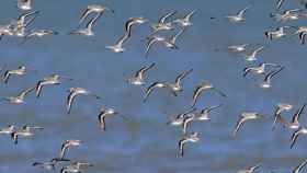 Image archivo de aves migratorias