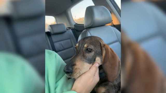 VÍDEO: Buscan al dueño de un perro perdido en una carretera de Badalona