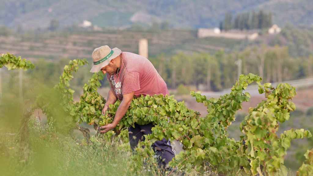 Viñas de Bodegas Maset