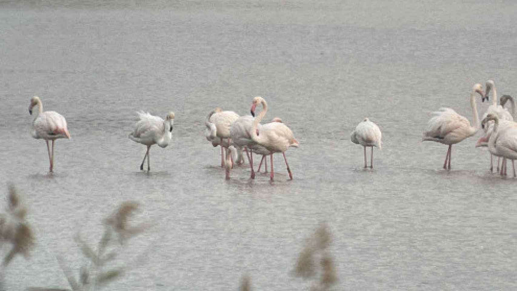 Avistados una veintena de flamencos en el Delta del Llobregat