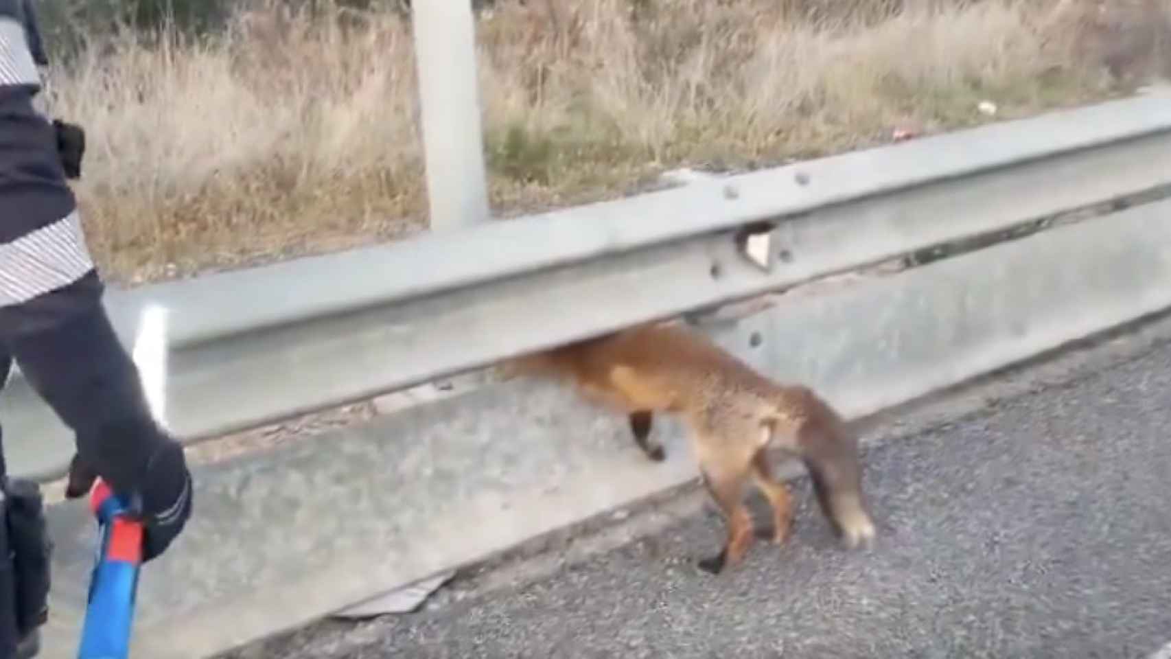 Un zorro atrapado en una cuneta de Sant Feliu de Llobregat
