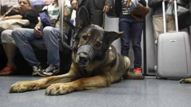Un perro en el metro de Barcelona con bozal y atado con una correa