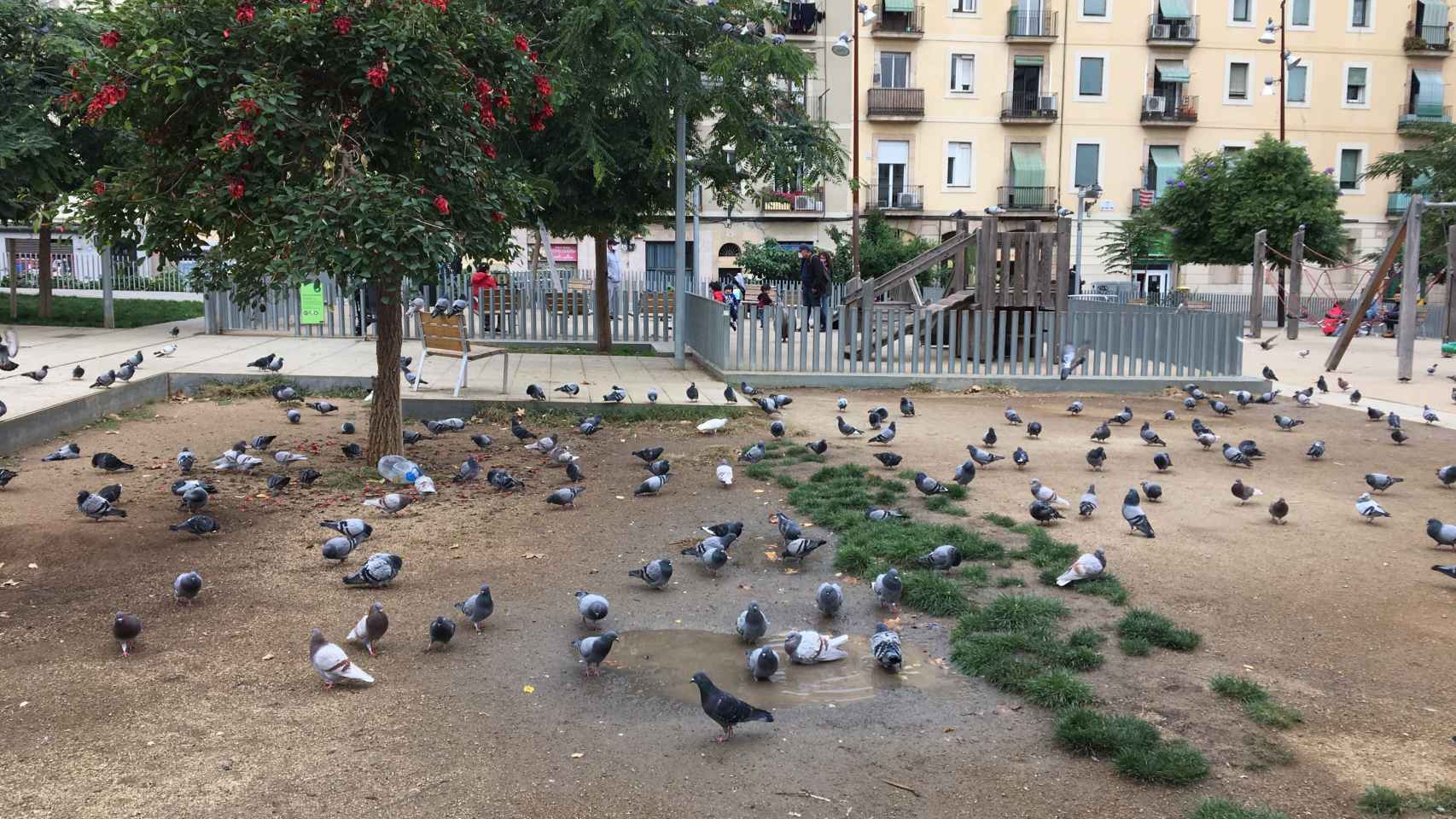 Numerosas palomas en la degradada plaza Folch i Torres del Raval