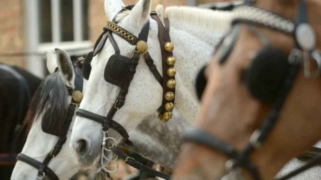 Caballos de la tradicional fiesta de los Tres Tombs en un municipio de Barcelona