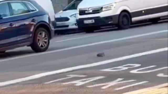 VÍDEO: Una ardilla de Barcelona cruza a plena luz del día por una carretera de Pedralbes