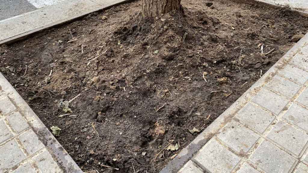 Estiércol en los árboles de la calle Provença de Barcelona