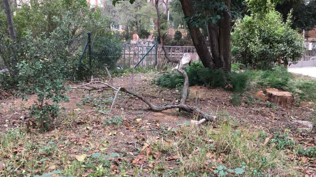 Rama caída en los jardines