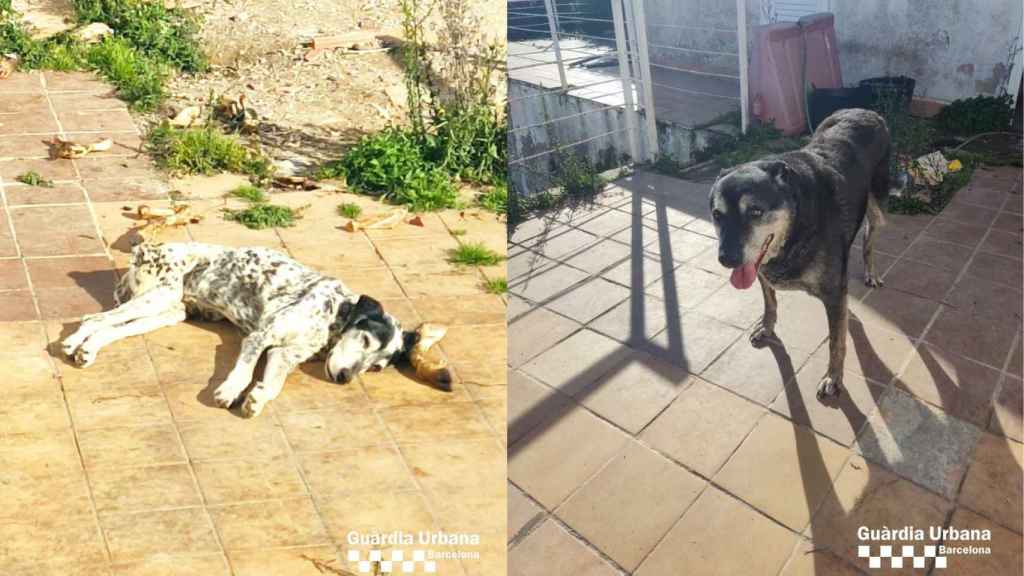 Los dos perros maltratados encontrados en Horta-Guinardó