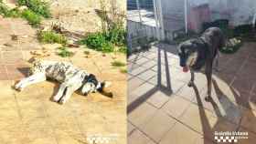 Los dos perros maltratados encontrados en Horta-Guinardó