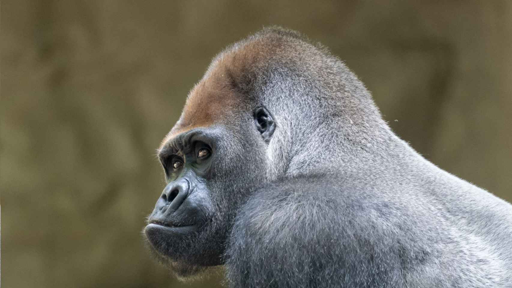 Xebo, el gorila fallecido en el Zoo de Barcelona