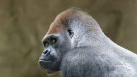 Xebo, el gorila fallecido en el Zoo de Barcelona