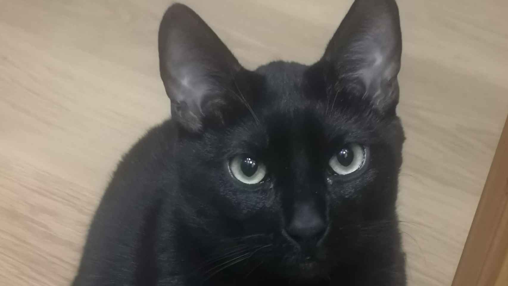 Blacky, el gato que desapareció en el derrumbe de Badalona