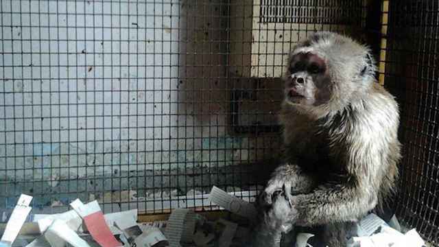 El mono rescatado en Barcelona tras años en una jaula