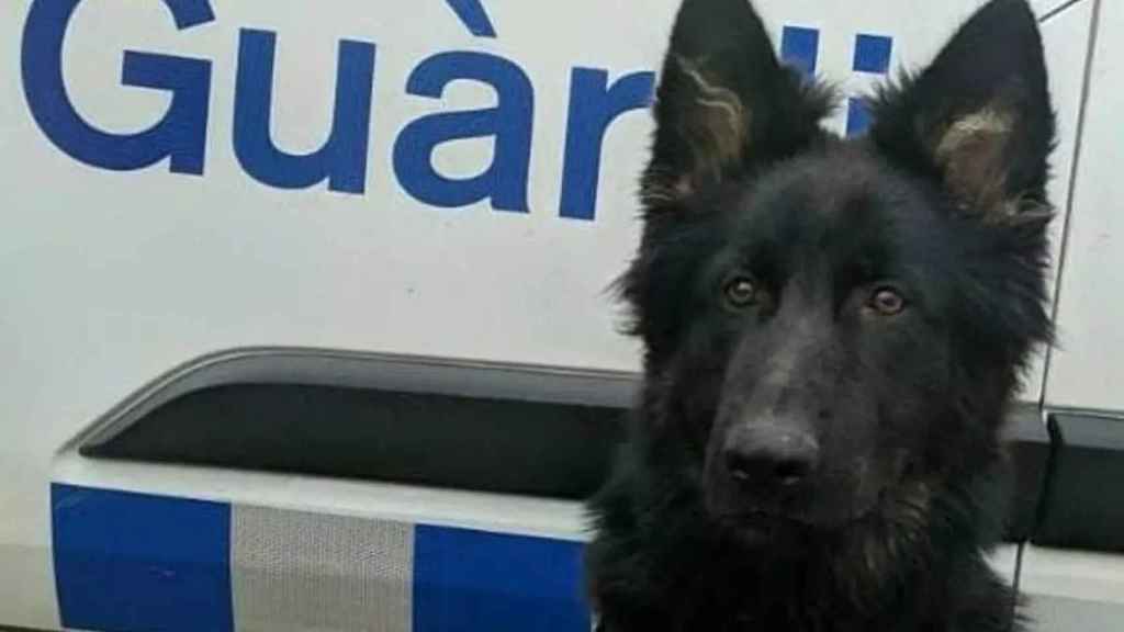 Uro, el perro policía que logra detener a un traficante de marihuana en Barcelona