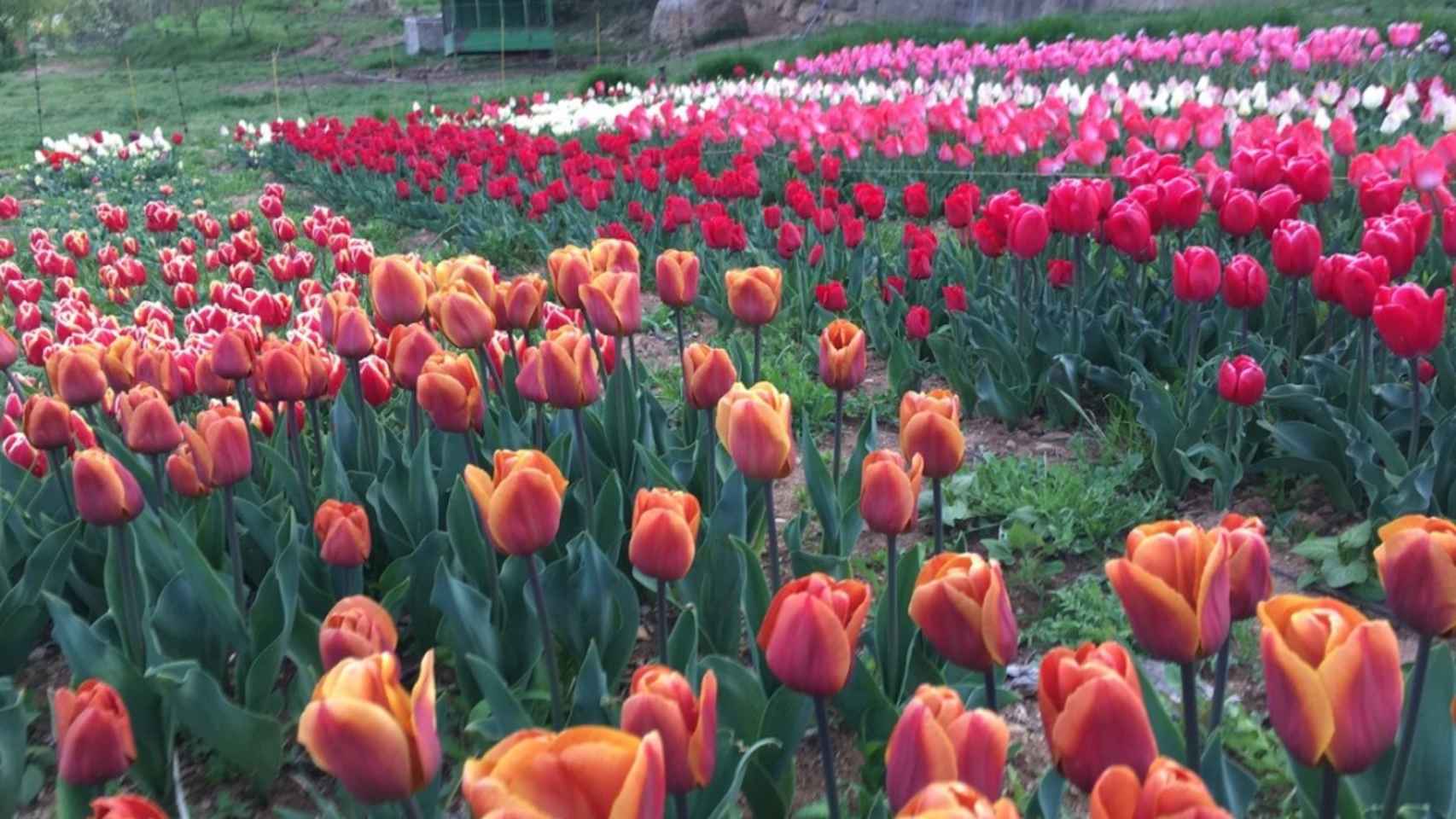 Un jardín de Niudalia Flower Farm