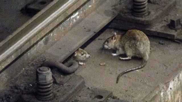 Ratas en el metro de Barcelona