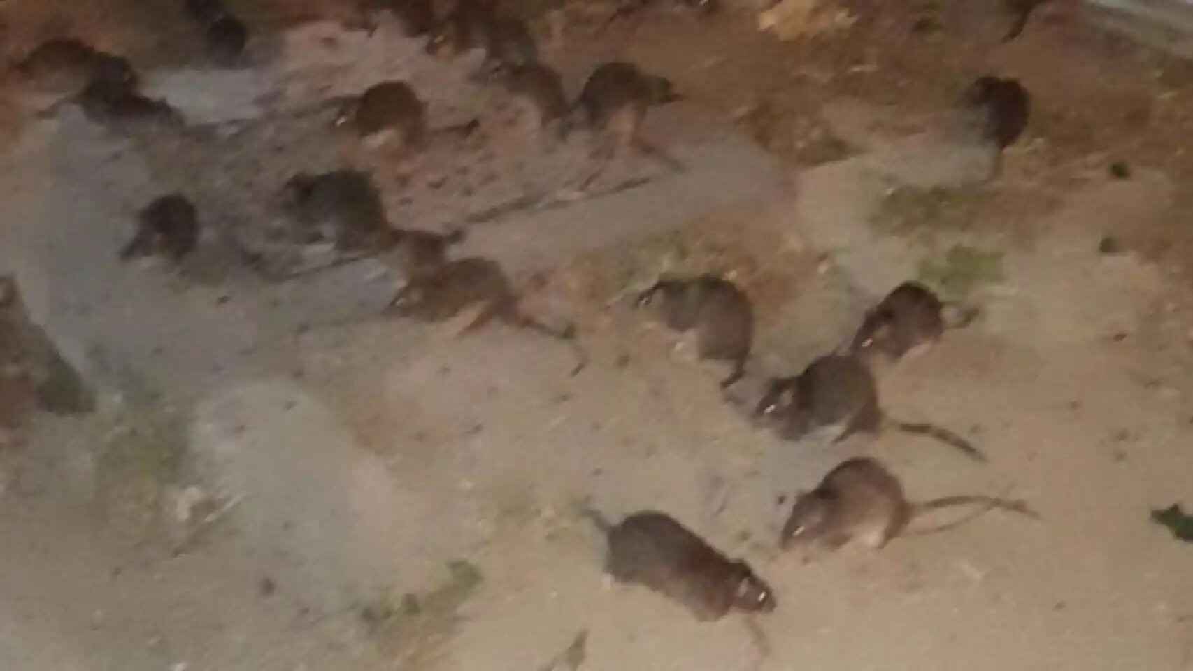 Plaga de ratas en un solar okupado de Gràcia