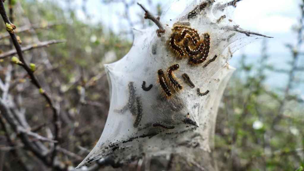 Un árbol colonizado por la procesionaria, la oruga que puede ser mortal para los perros y les puede provocar la caída de su lengua