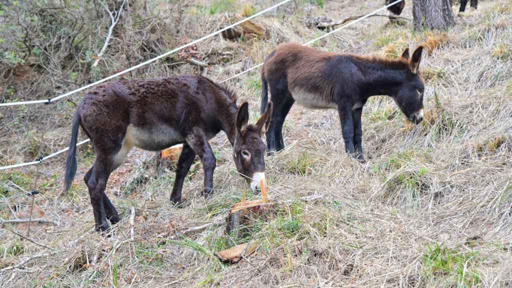 Burros pastan en las montañas del Baix Llobregat para adaptar los bosques al cambio climático