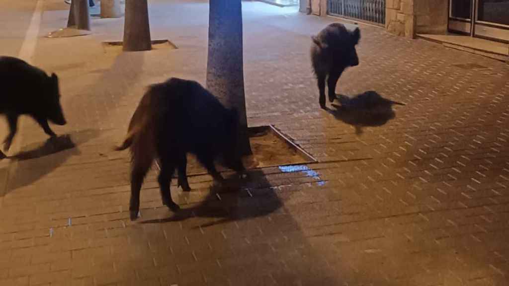 Jabalíes en el centro de Sant Adrià